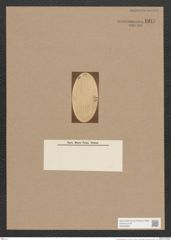 Navicula lesinensis Grun. (de-Toni-Nr.: Genus 1) Zeichnungen Sammlung Grunow Nr. 1347 (NHMW-BOT-W0368285)
